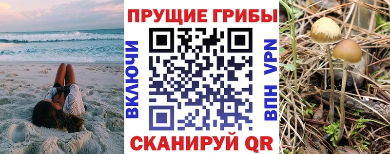blacksprut вход  сколько стоит  Эртиль  Псилоцибиновые грибы MAGIC MUSHROOMS 